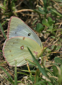 Orange Sulphur